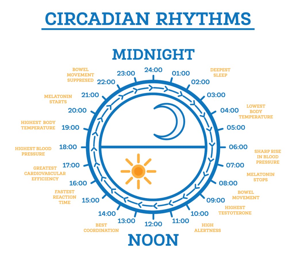 Infographic on Circadian Rhythm